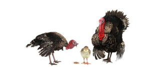 火鸡🦃声音识别