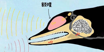 可在嘈杂环境中识别声音，新型液态声学传感器模拟鲸鱼额隆